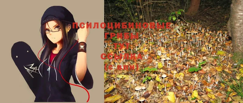 Галлюциногенные грибы MAGIC MUSHROOMS  Бородино 